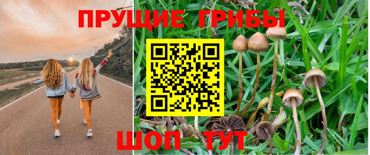 Псилоцибиновые грибы прущие грибы  Псилоцибиновые грибы Psilocybe  Чусовой 